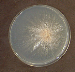 Panellus stypticus1(PNT-1168)